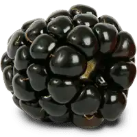 A black berry that looks like a cluster.